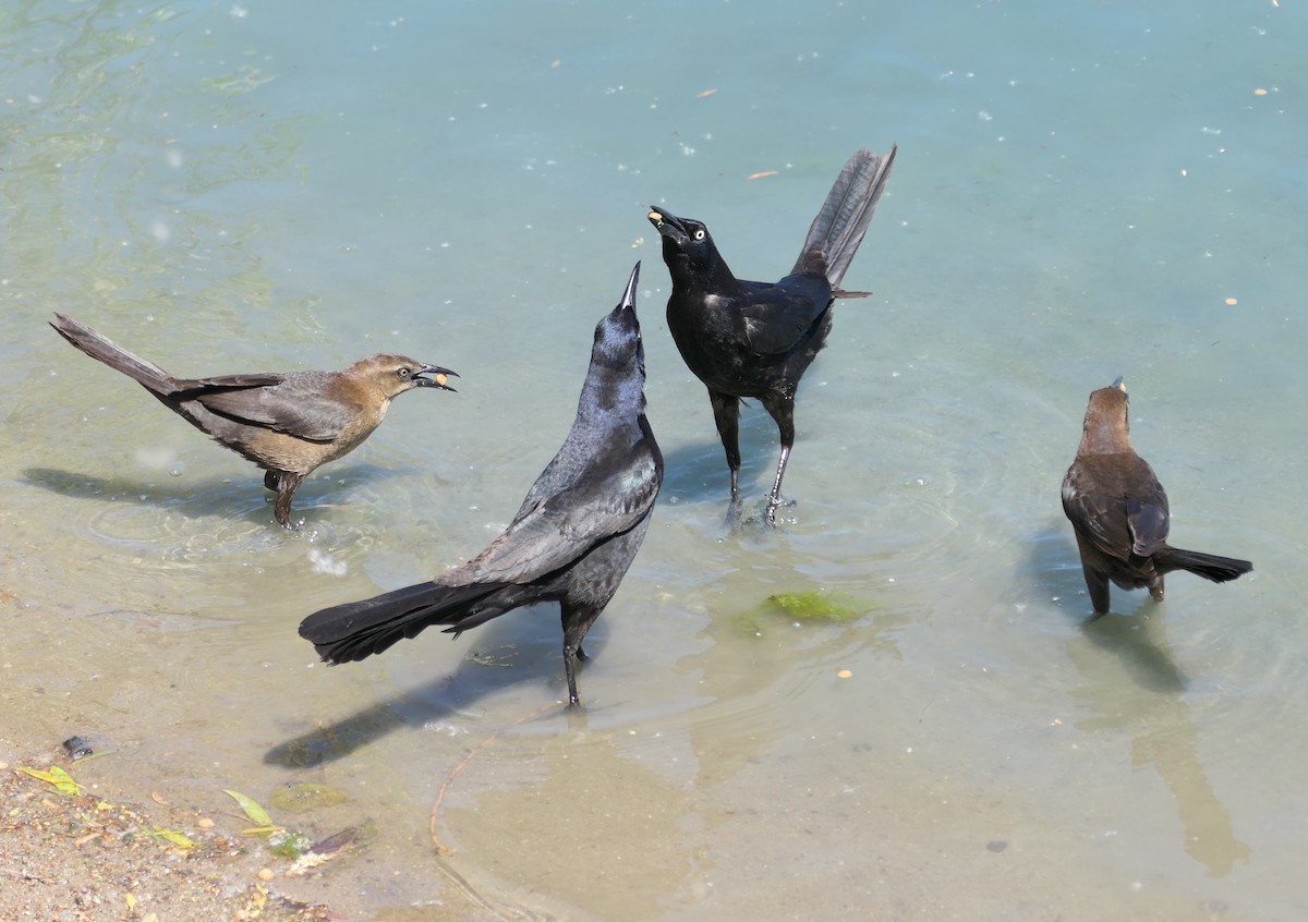 Great-tailed Grackle - ML619734586
