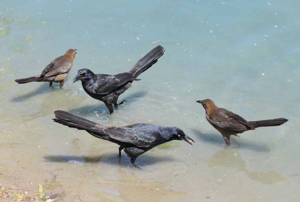 Great-tailed Grackle - ML619734590