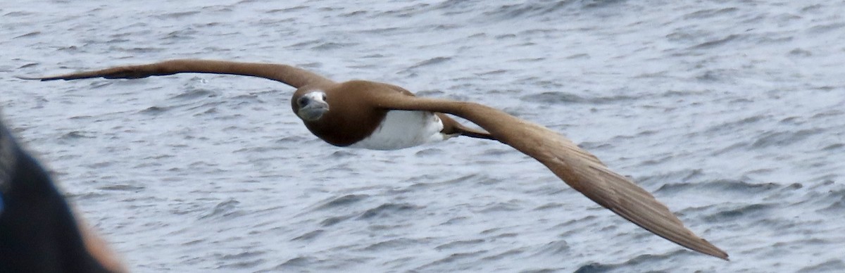 Brown Booby - ML619734619