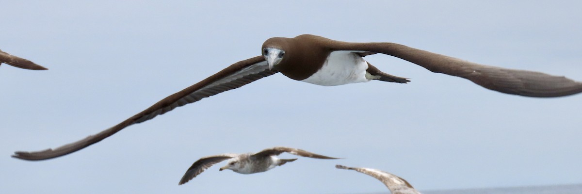 Brown Booby - ML619734620