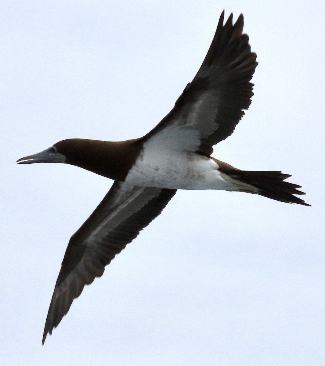 Brown Booby - ML619734621
