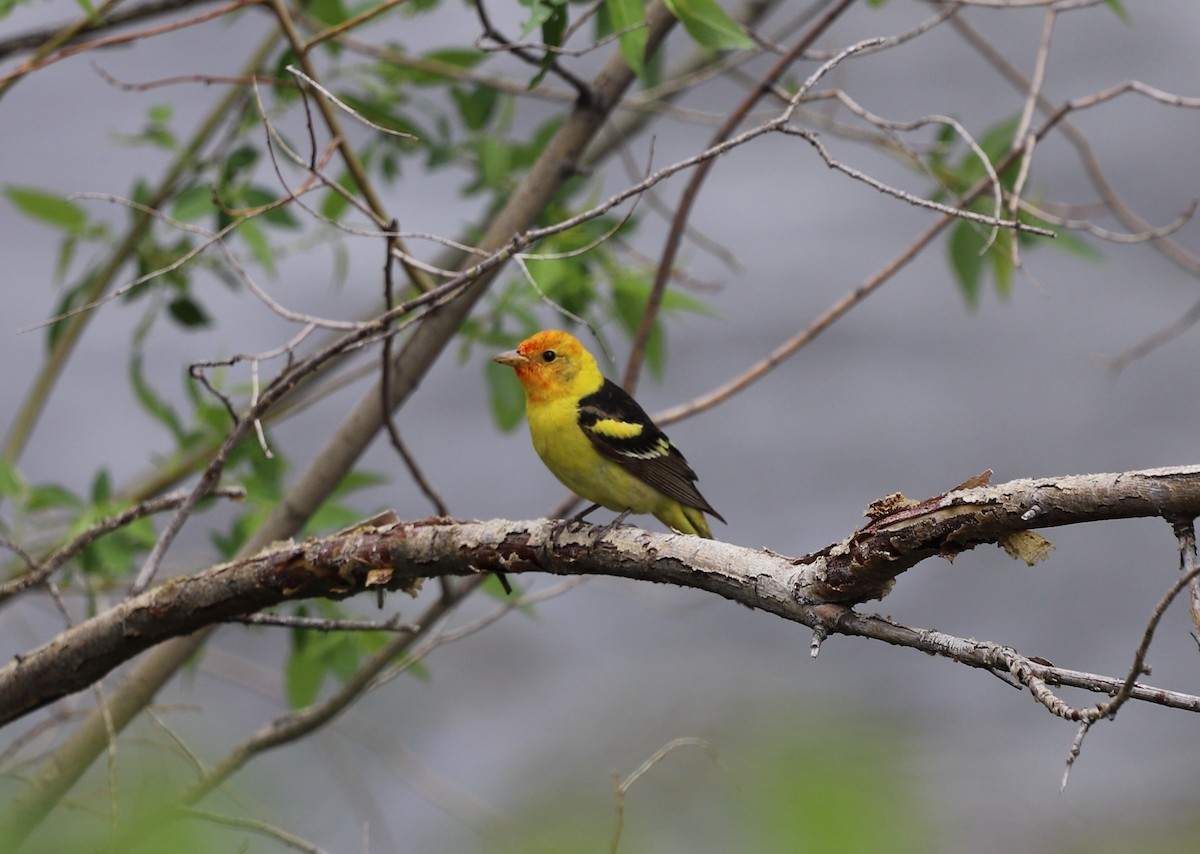 Western Tanager - ML619734631