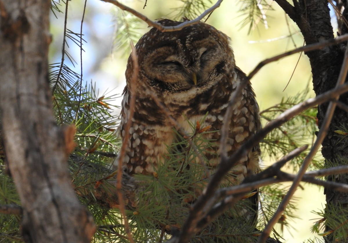 Spotted Owl - ML619734688