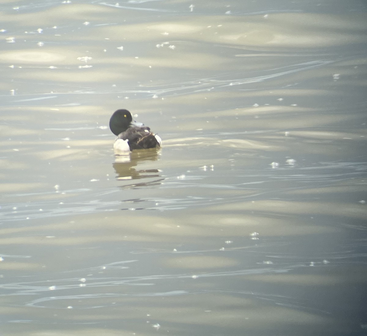 Greater Scaup - ML619734728