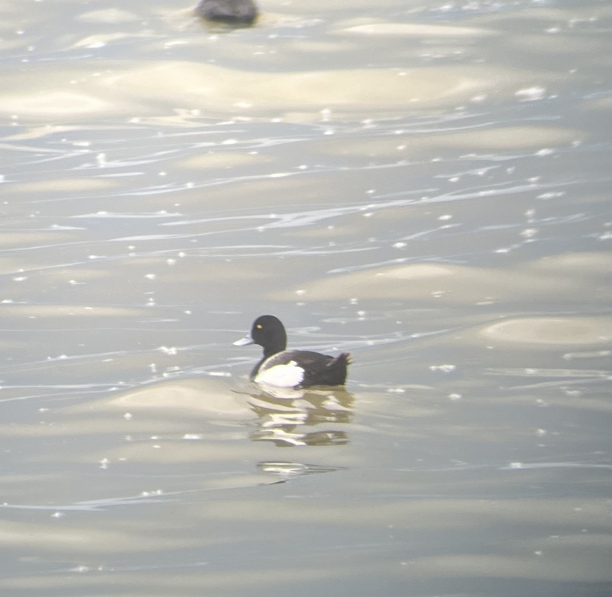 Greater Scaup - ML619734729