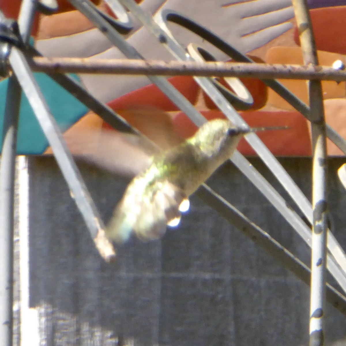 Anna's Hummingbird - ML619734741