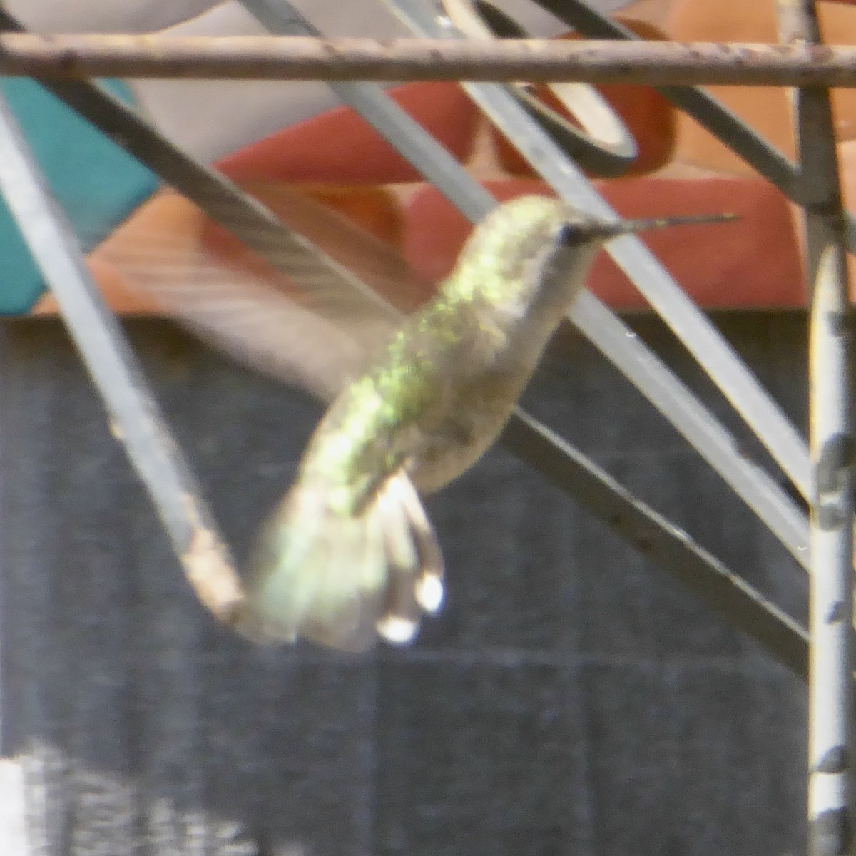 Anna's Hummingbird - ML619734748
