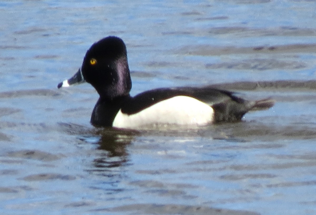 Ring-necked Duck - ML619734752