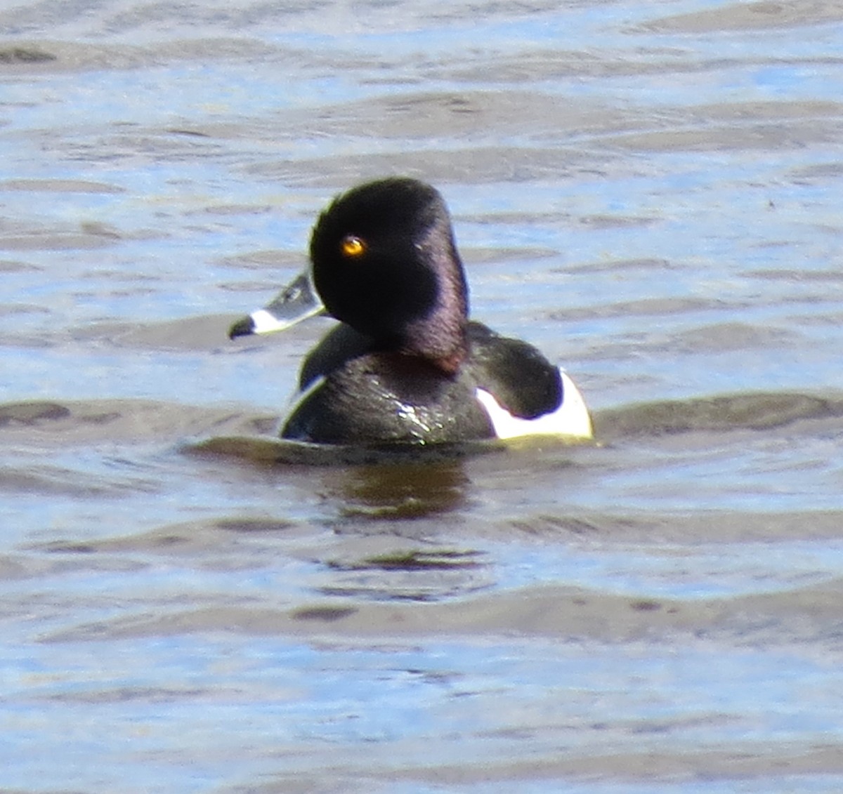Ring-necked Duck - ML619734756