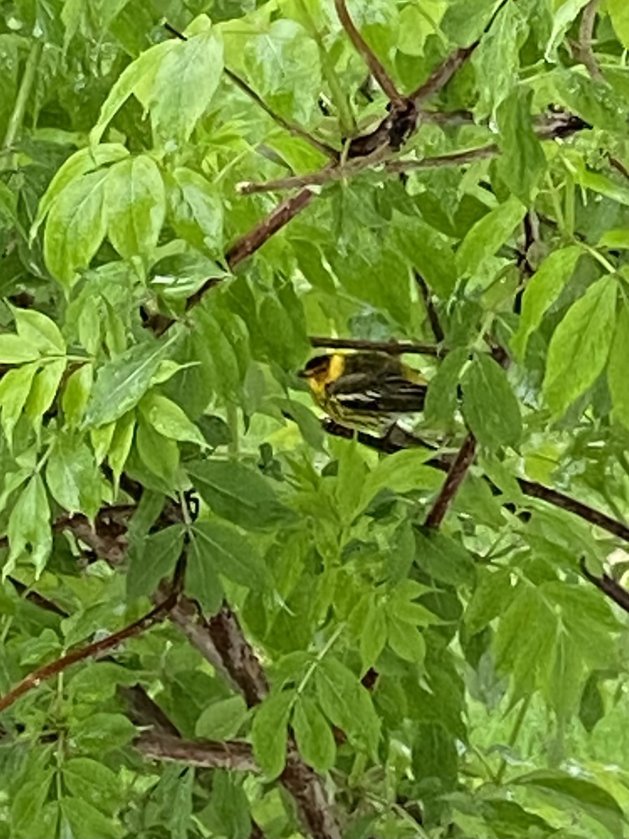 Cape May Warbler - ML619734758