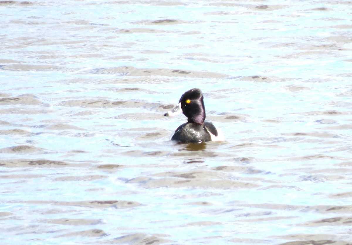 Ring-necked Duck - ML619734765