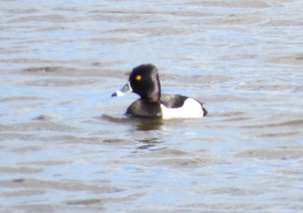 Ring-necked Duck - ML619734767