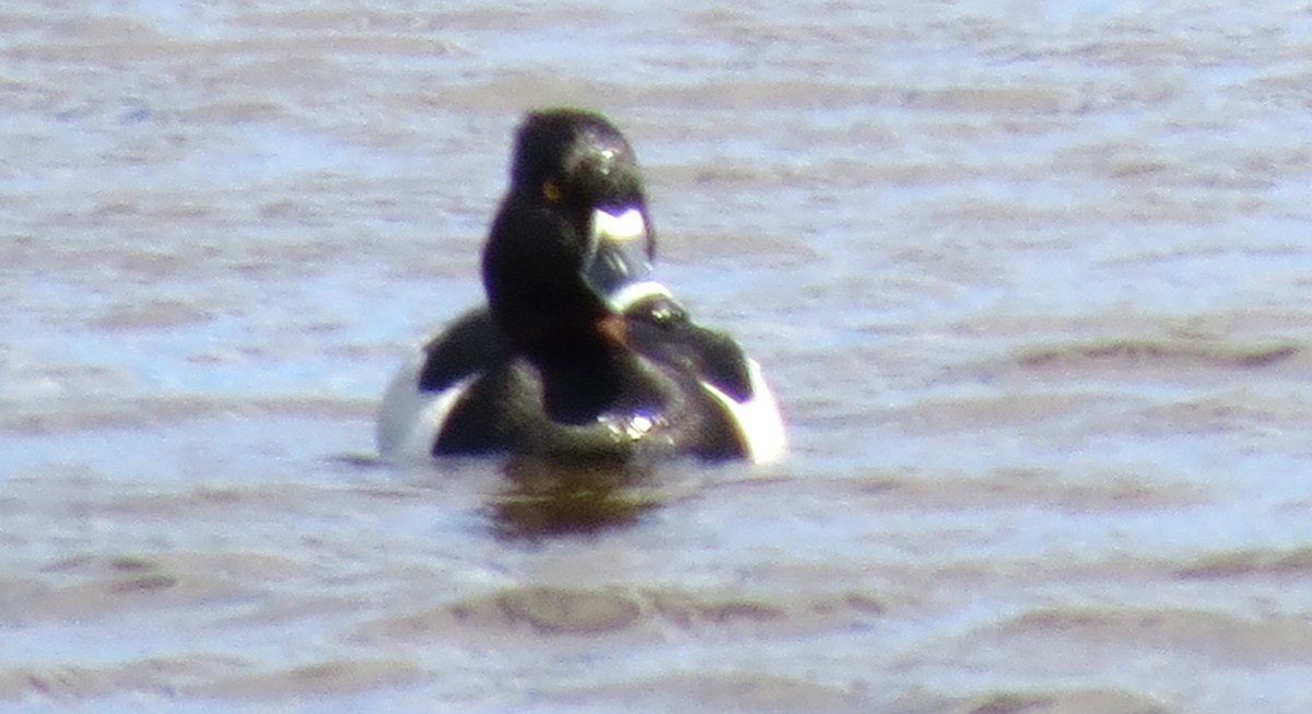 Ring-necked Duck - ML619734769