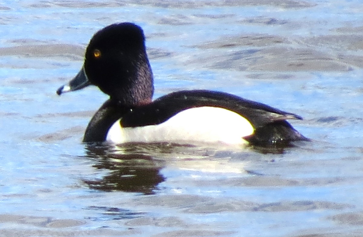 Ring-necked Duck - ML619734770