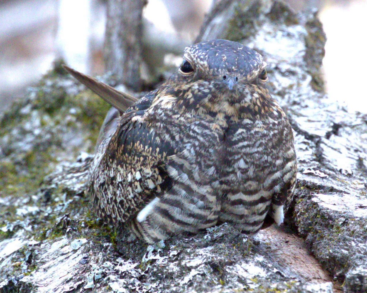 eBird Checklist 28 May 2024 Jack Pines 3050 Muskegon Road, Harrison