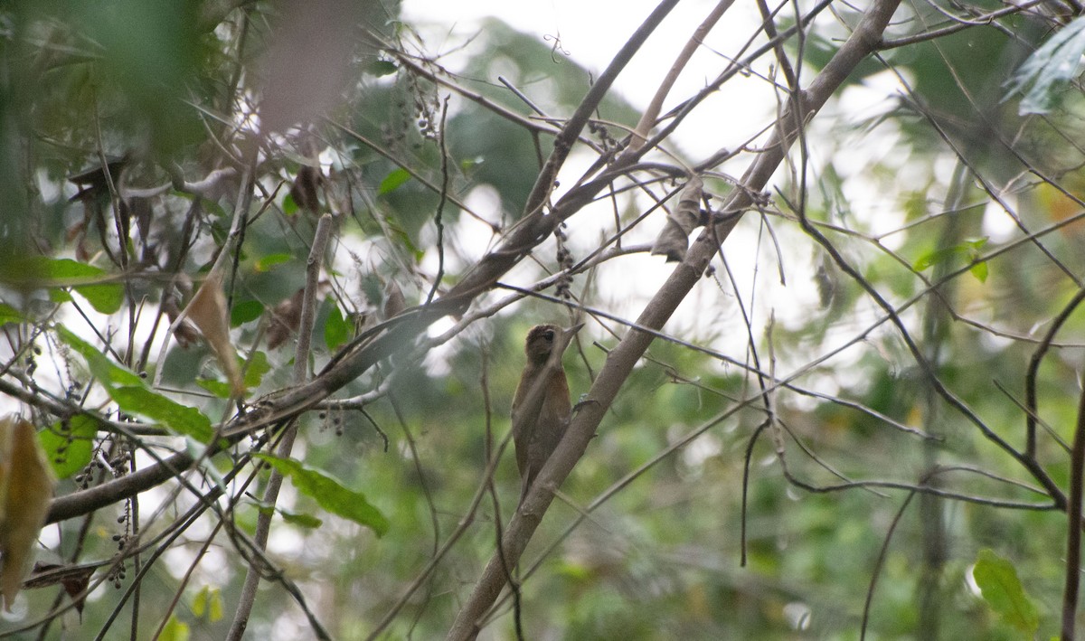 Smoky-brown Woodpecker - ML619734822