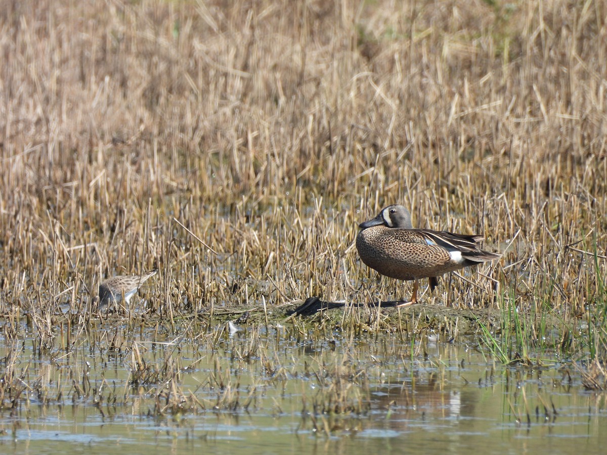 Blue-winged Teal - ML619734830