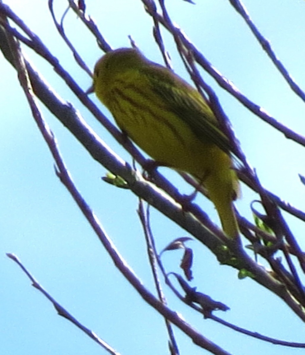 Yellow Warbler - ML619734835