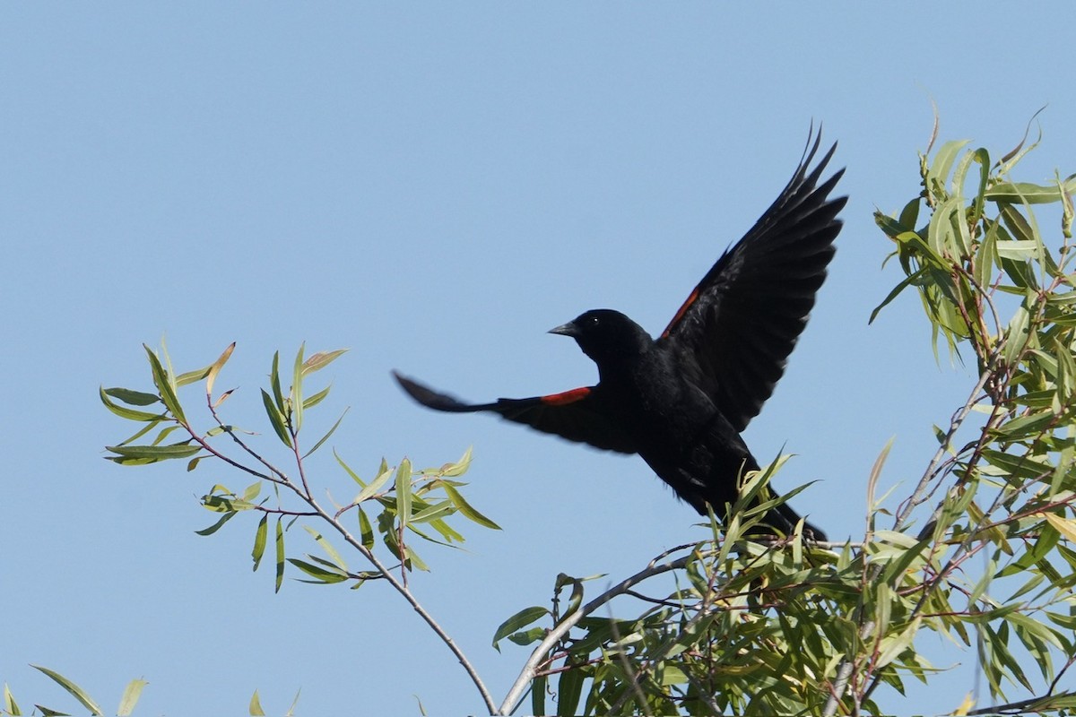 Red-winged Blackbird - ML619734856