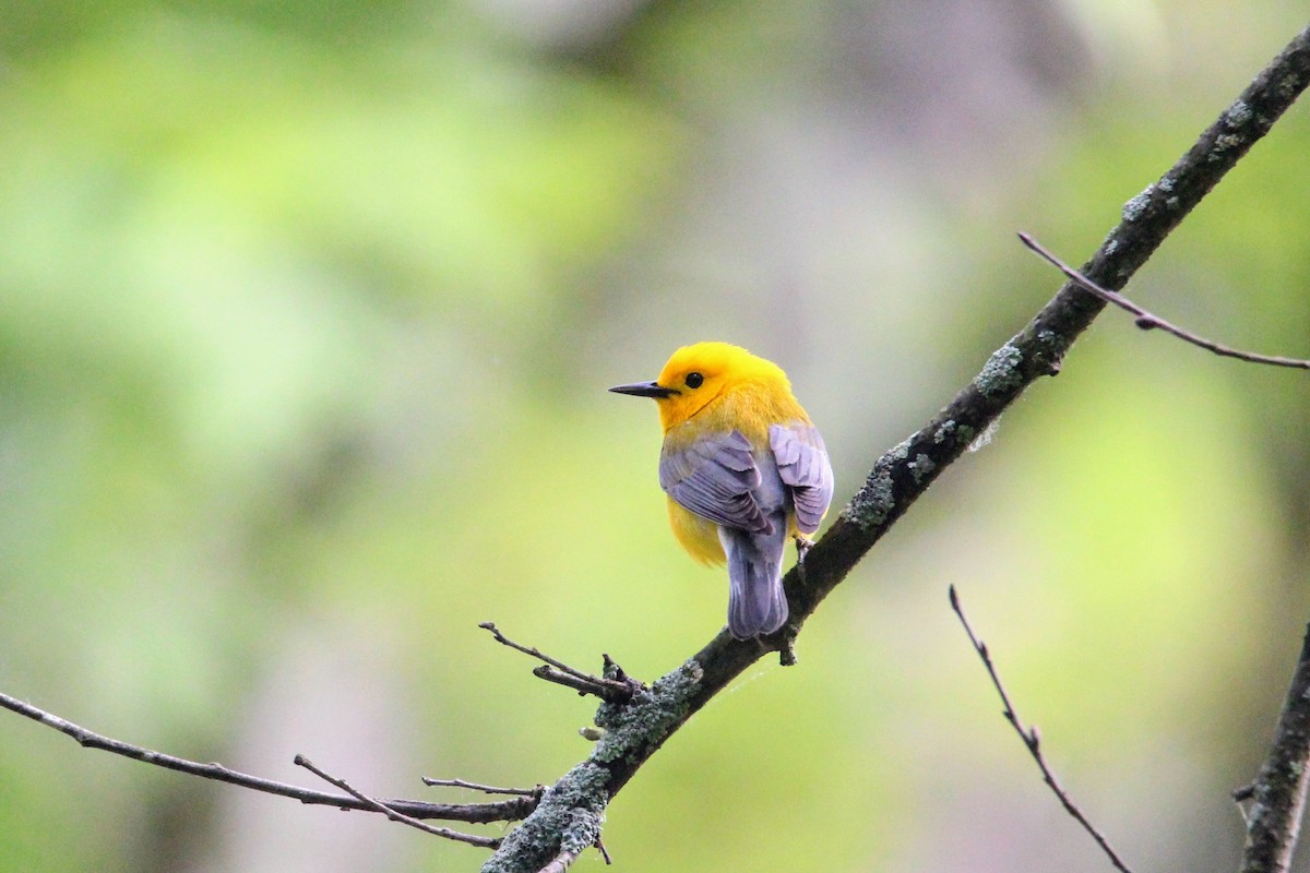Prothonotary Warbler - ML619734883