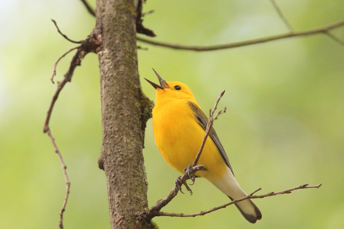 Prothonotary Warbler - ML619734884