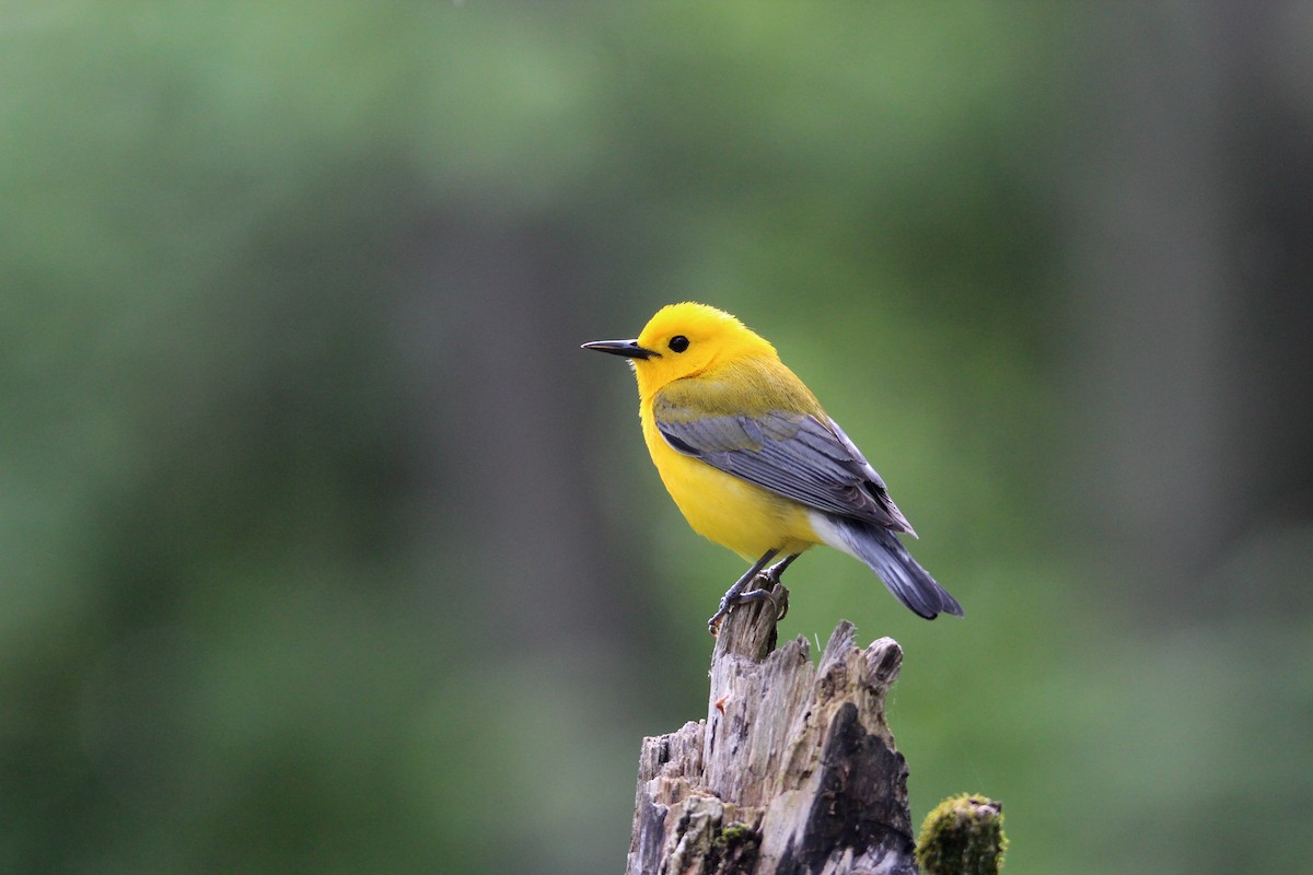 Prothonotary Warbler - ML619734885
