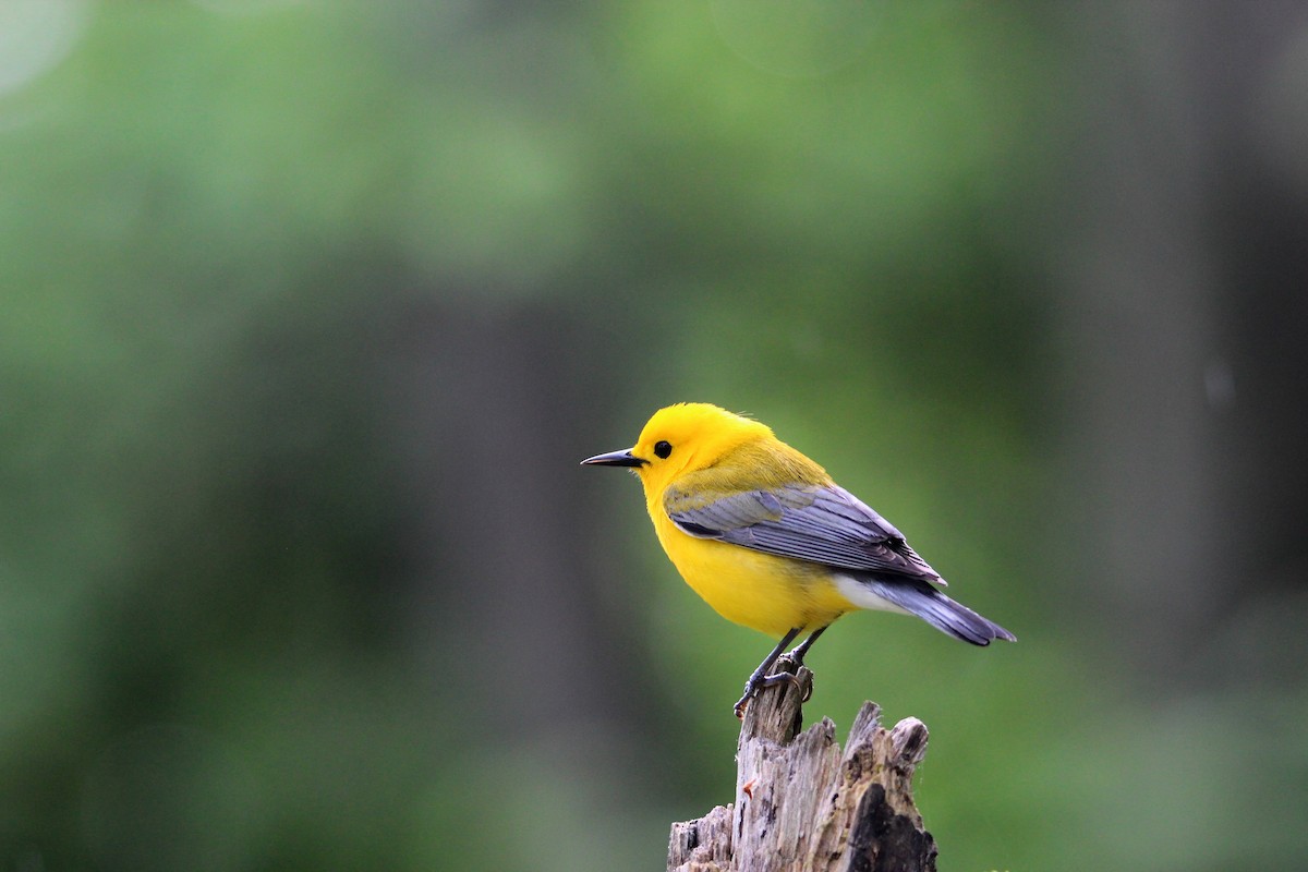Prothonotary Warbler - ML619734886