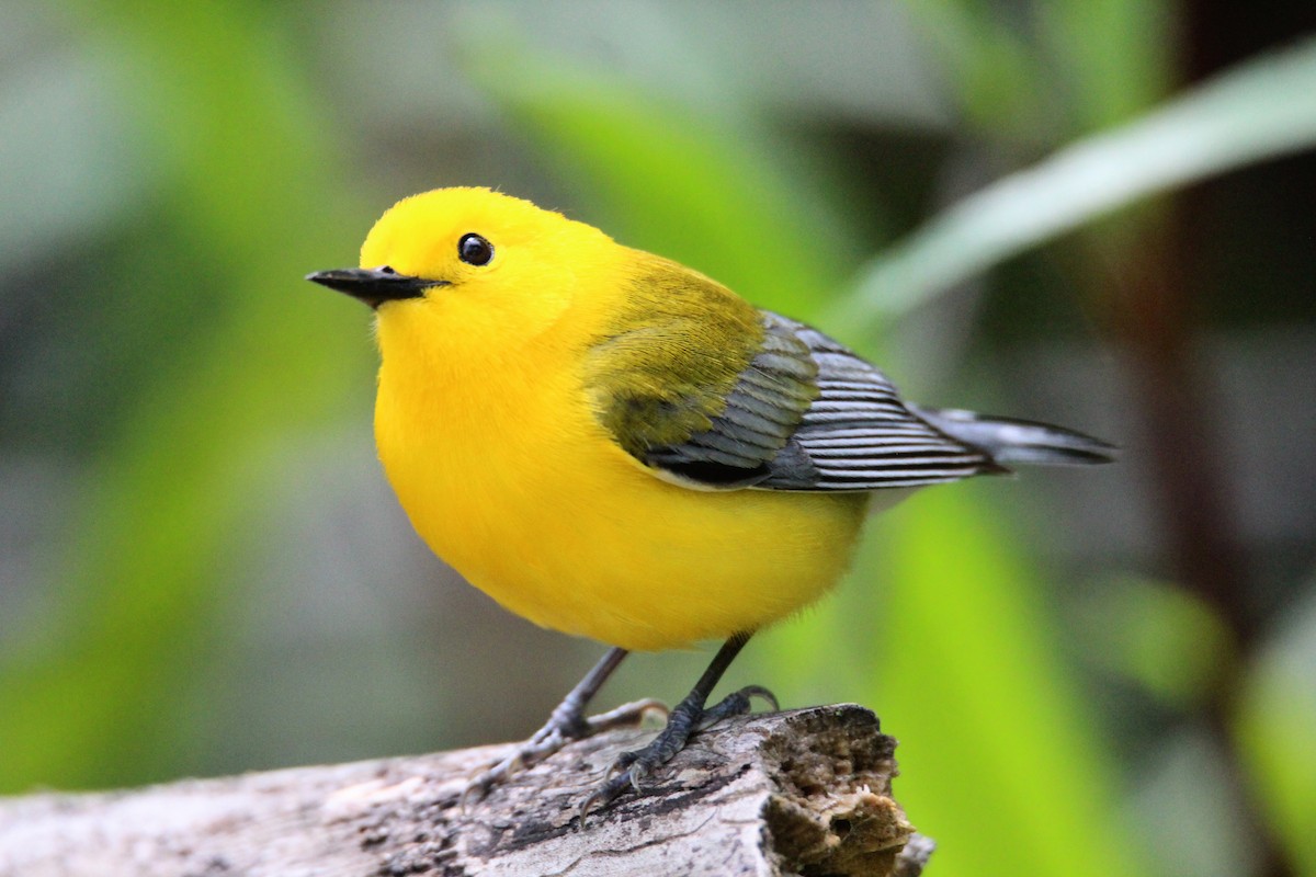 Prothonotary Warbler - ML619734887