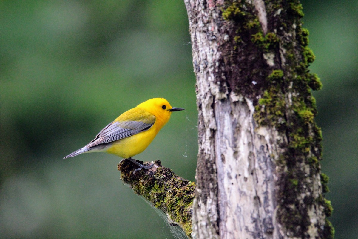 Prothonotary Warbler - ML619734888