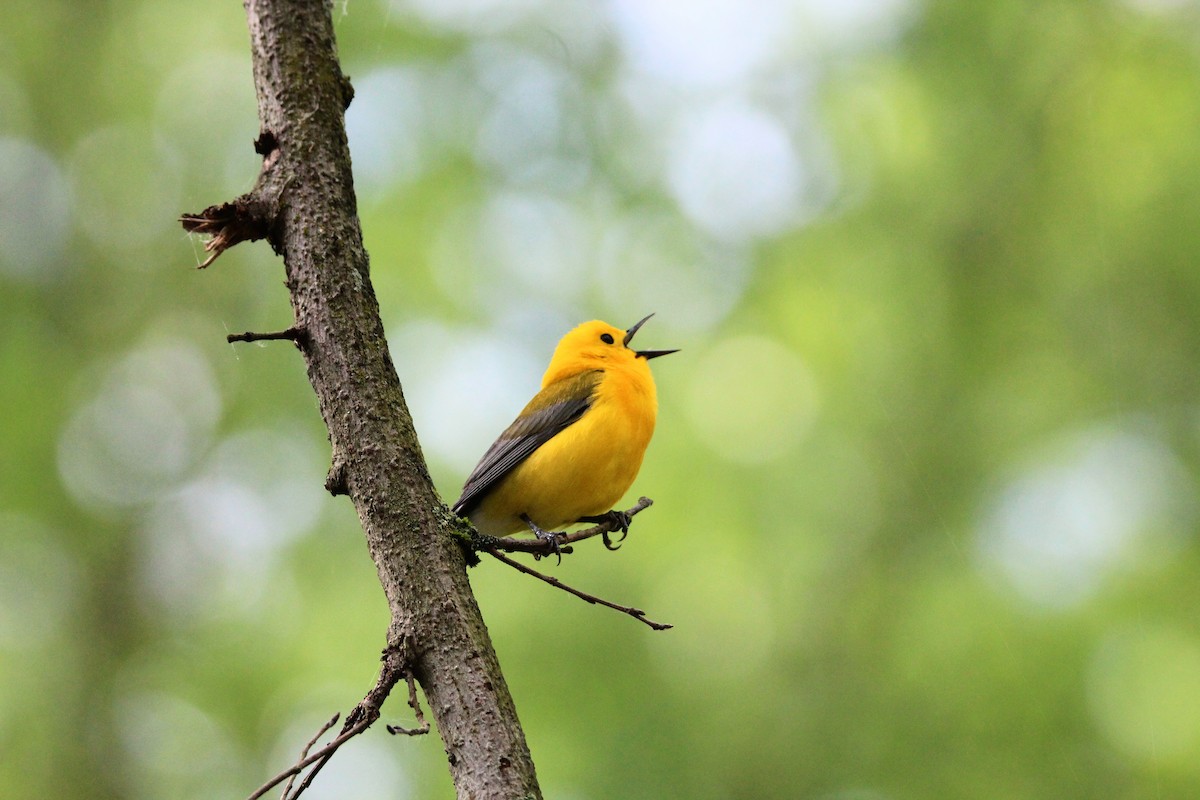 Prothonotary Warbler - ML619734889