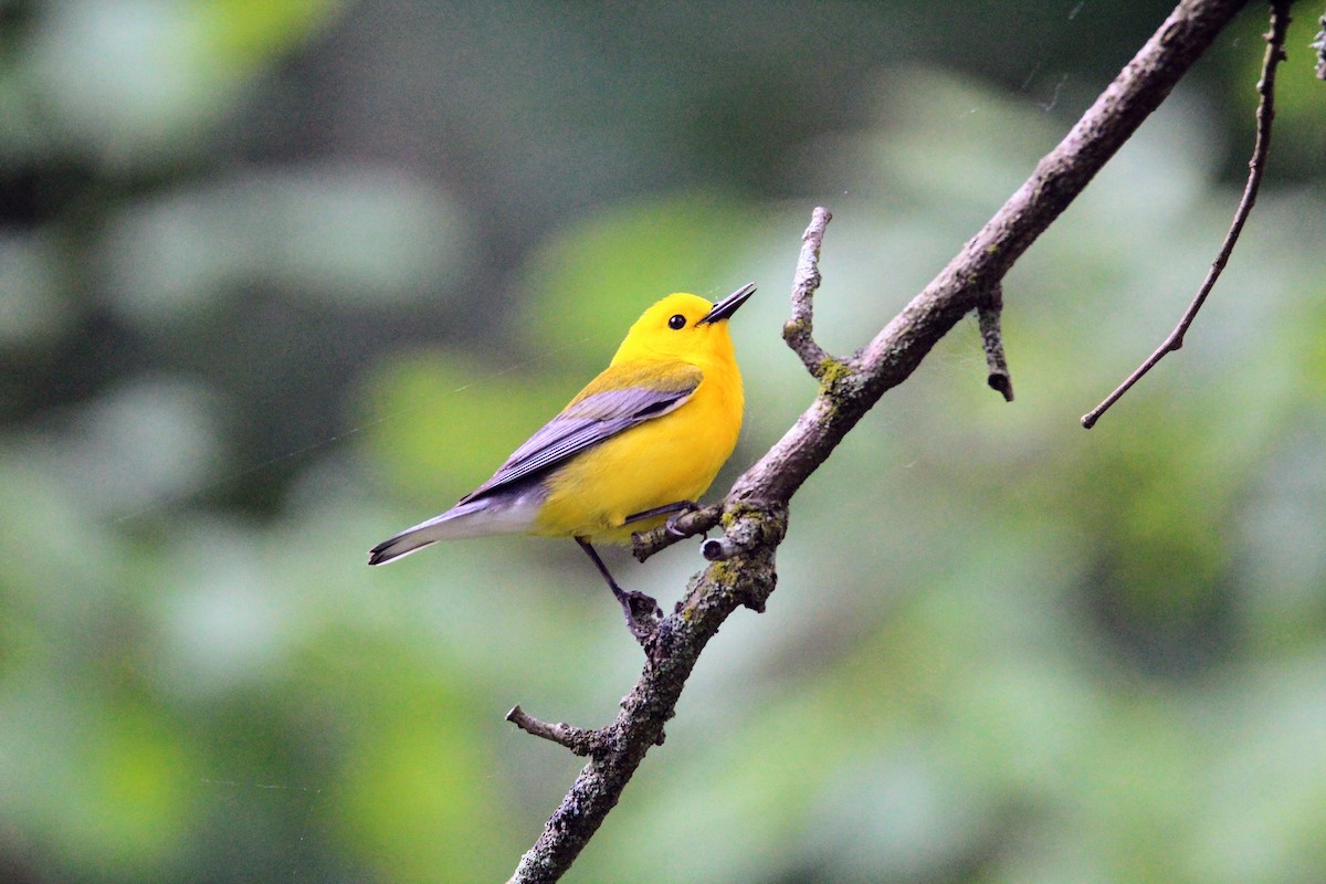 Prothonotary Warbler - ML619734890
