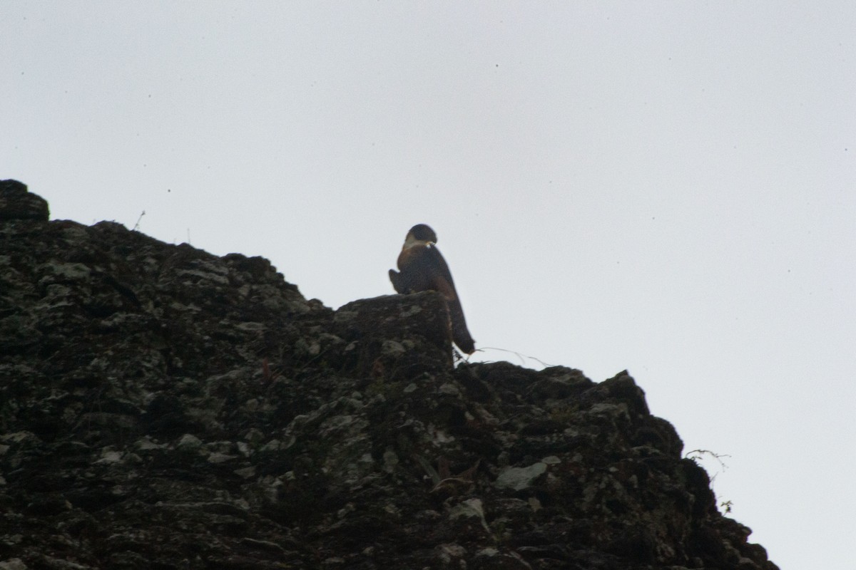Orange-breasted Falcon - ML619734892