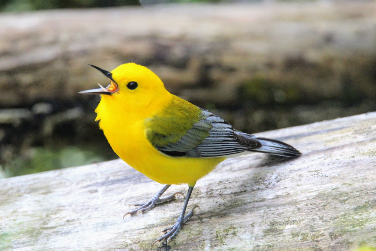 Prothonotary Warbler - ML619734893