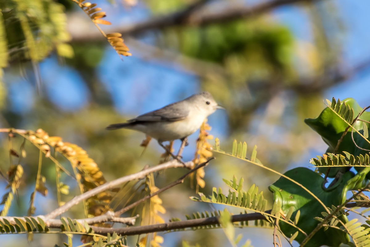Lucy's Warbler - ML619734921