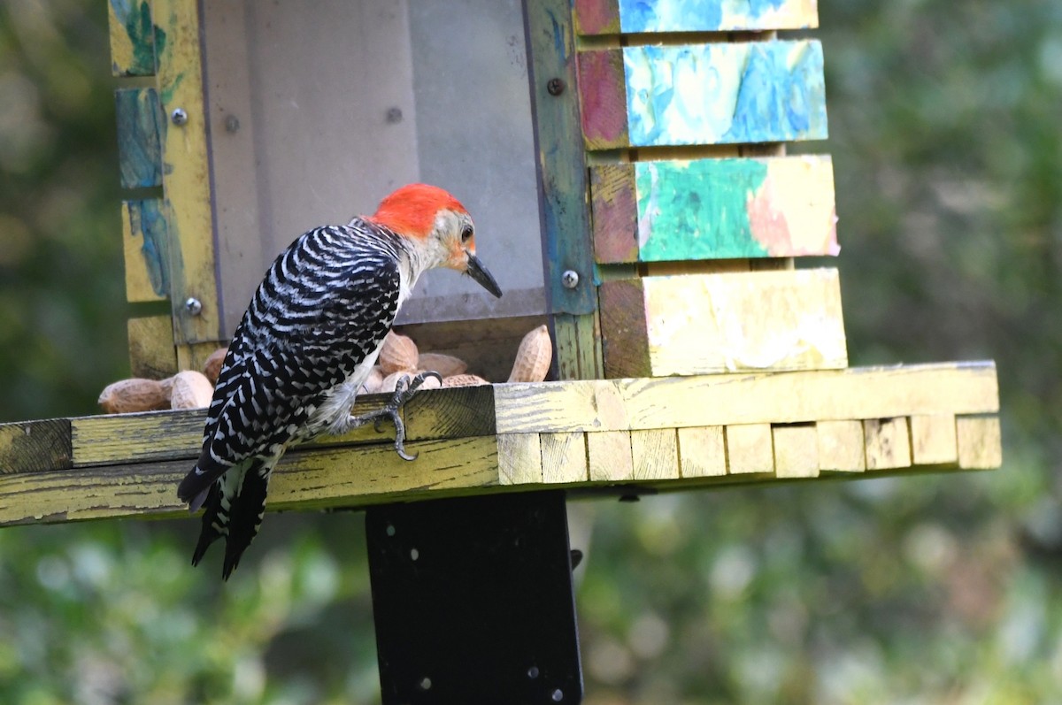 Red-bellied Woodpecker - ML619734923