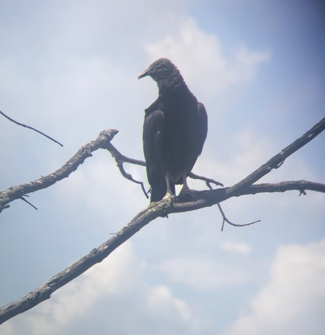 Black Vulture - ML619734927