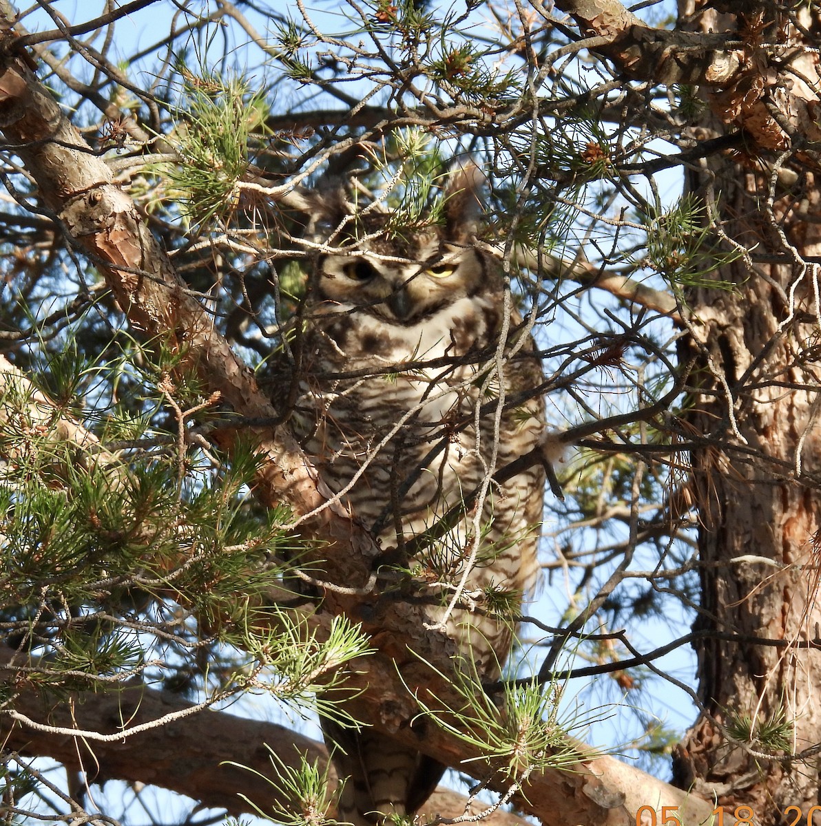 Great Horned Owl - ML619734943