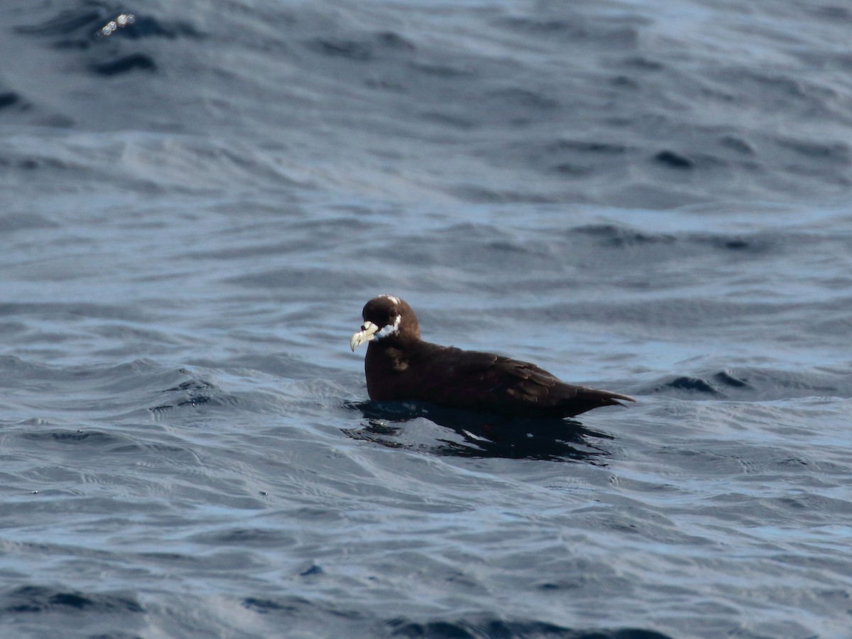 Spectacled Petrel - ML619735037