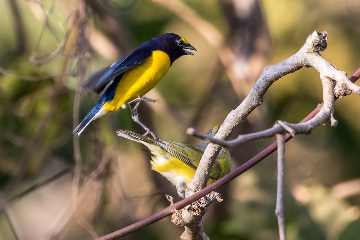 West Mexican Euphonia - ML619735047