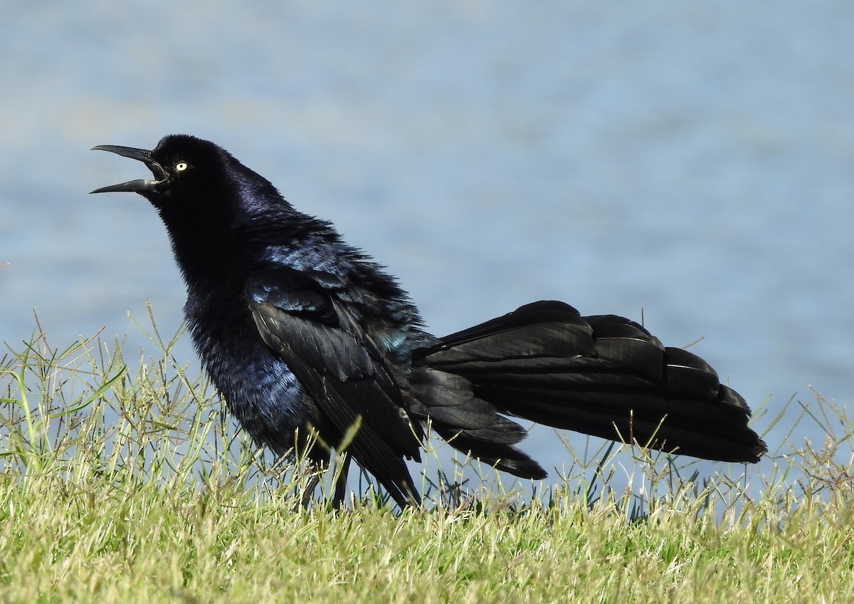 Great-tailed Grackle - ML619735055
