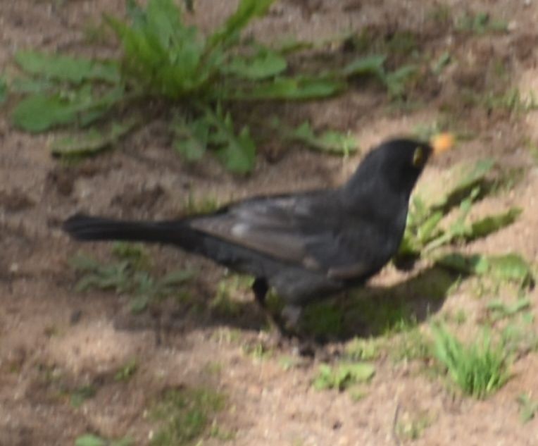 Eurasian Blackbird - ML619735062