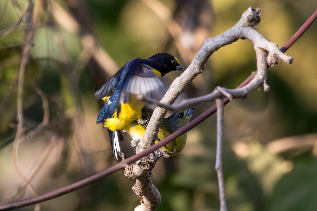 West Mexican Euphonia - ML619735071