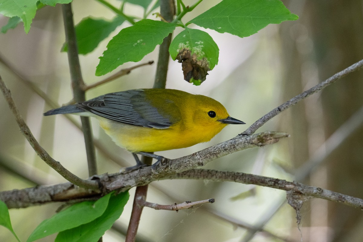 Prothonotary Warbler - ML619735099