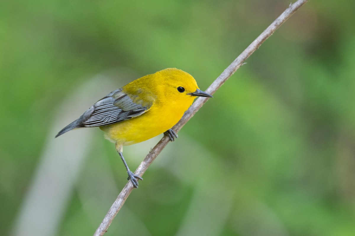 Prothonotary Warbler - ML619735101