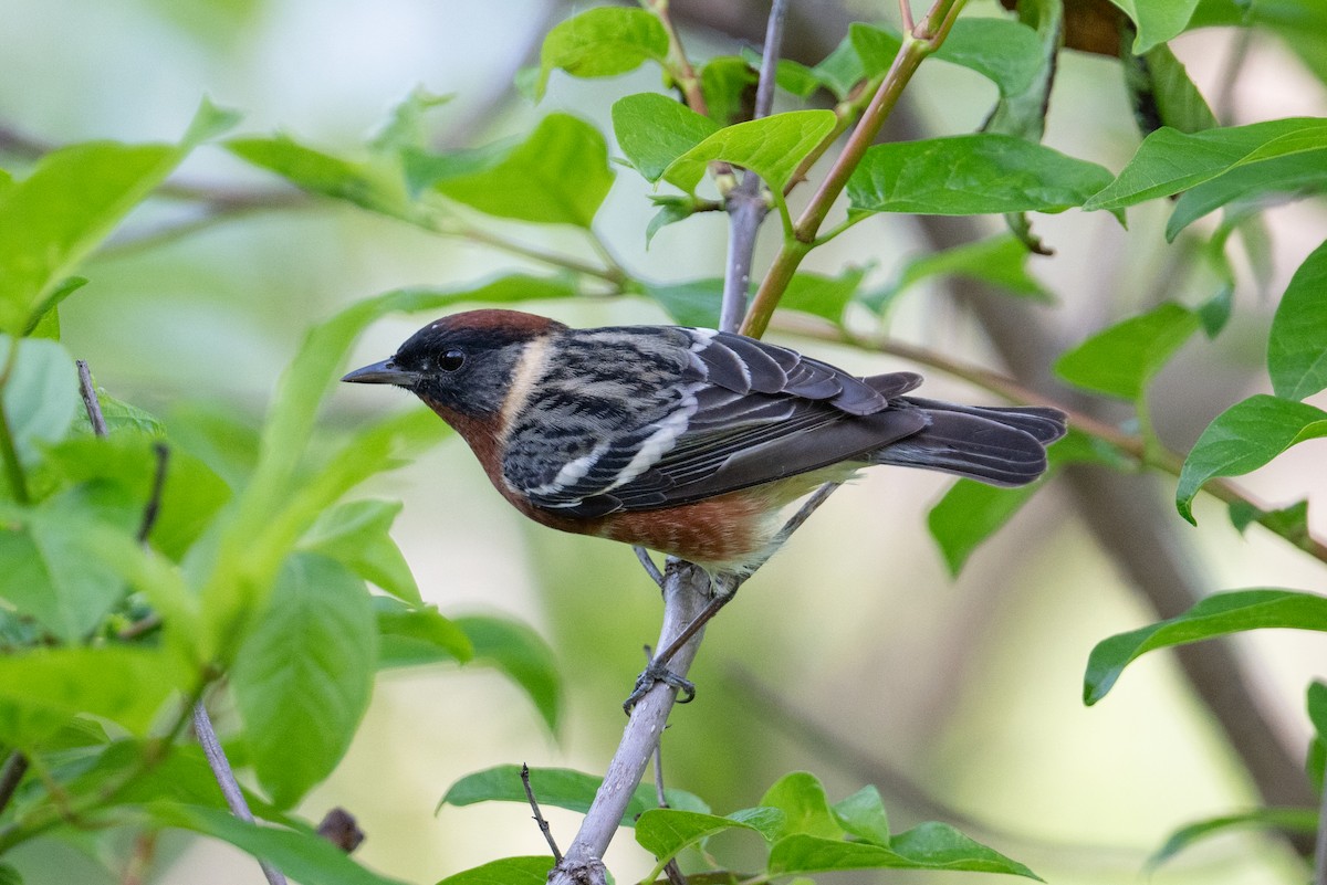 Bay-breasted Warbler - ML619735116