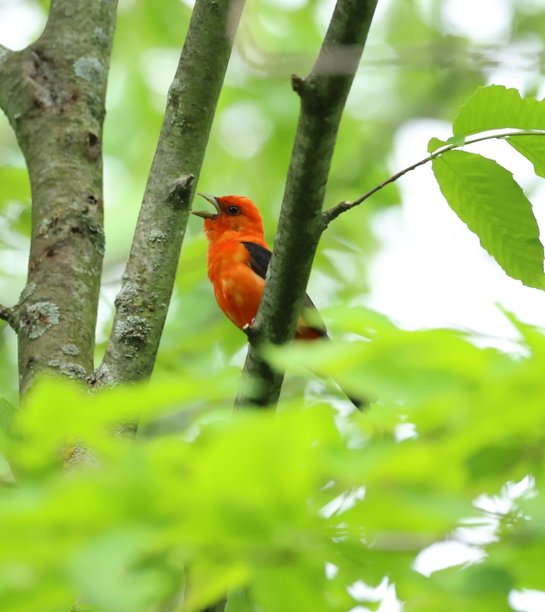 Scarlet Tanager - ML619735136