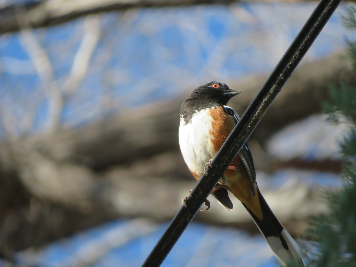 Spotted Towhee - ML619735137