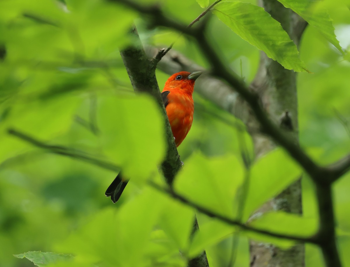Scarlet Tanager - ML619735143