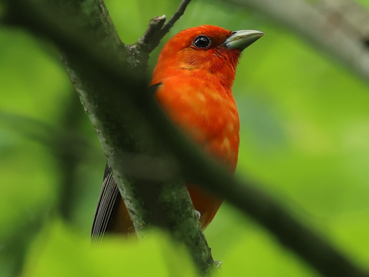 Scarlet Tanager - ML619735148