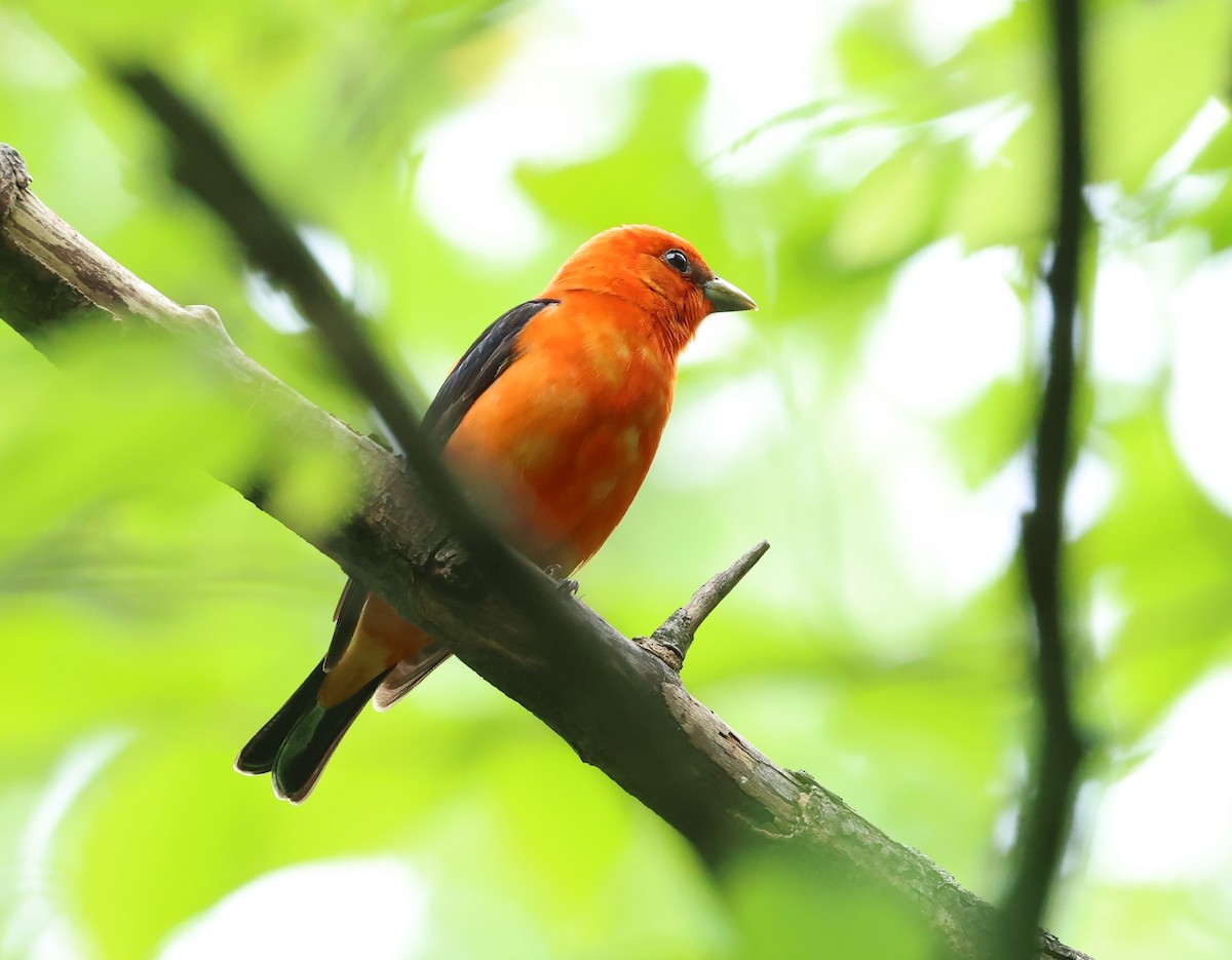 Scarlet Tanager - ML619735152